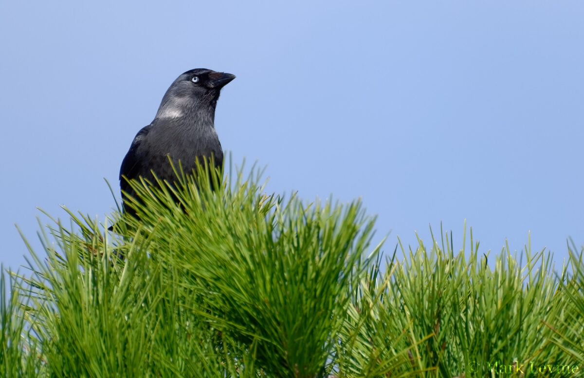 Eurasian Jackdaw