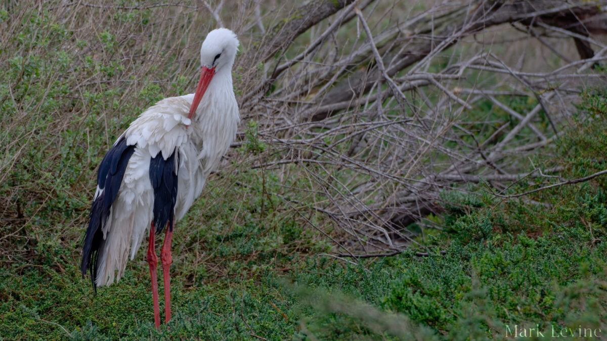 White Stork