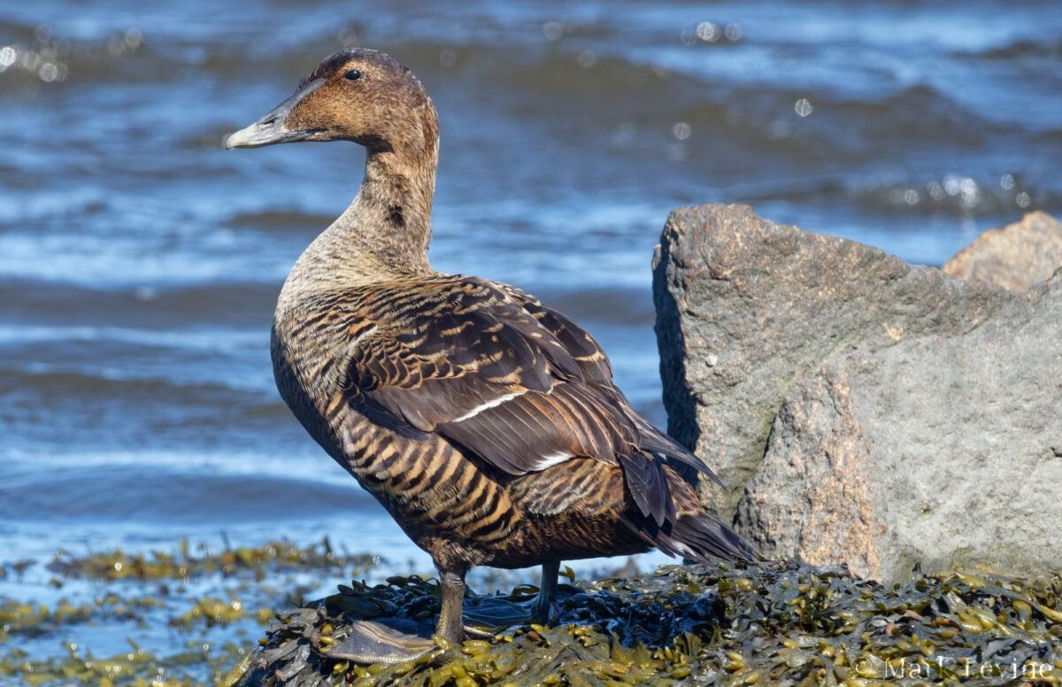 Common Eider hen