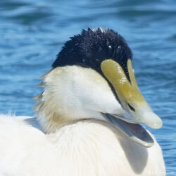 Common Eider
