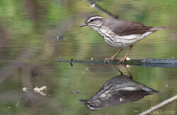 Louisiana Waterthrush
