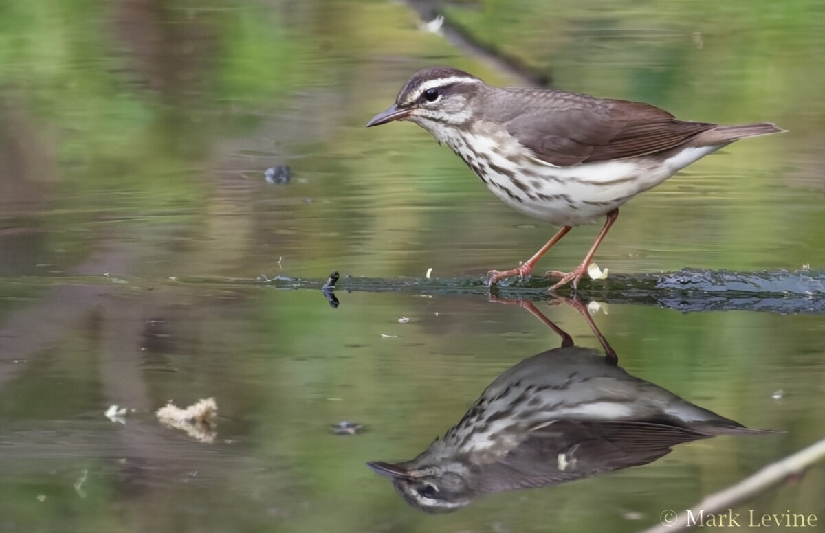 Louisiana Waterthrush