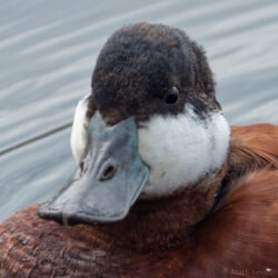Ruddy Duck