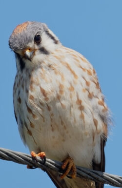 Lady Kestrel