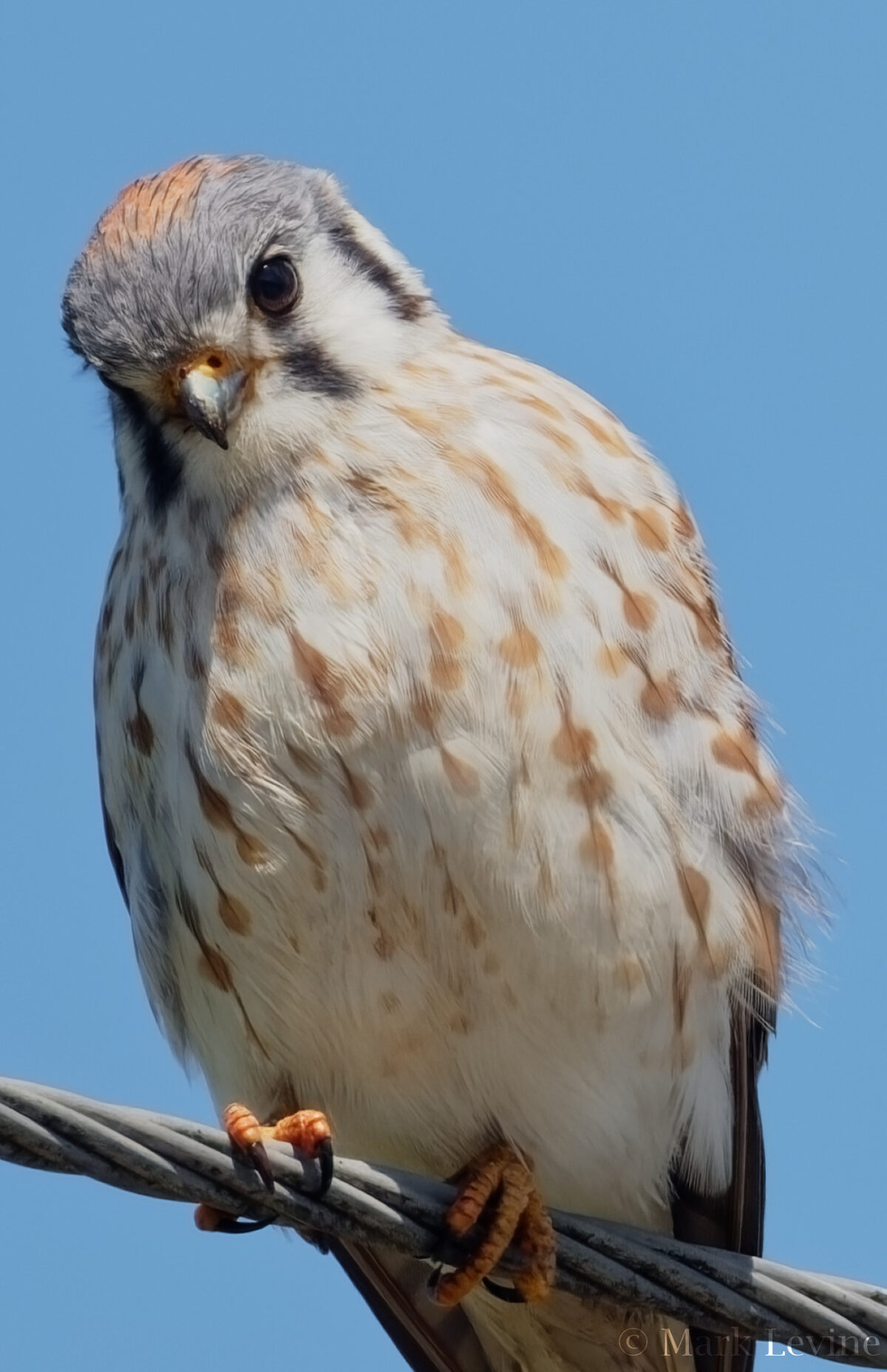 Lady Kestrel