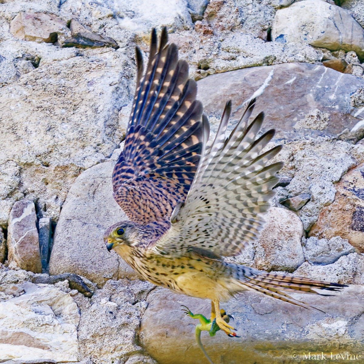 Eurasian Kestrel