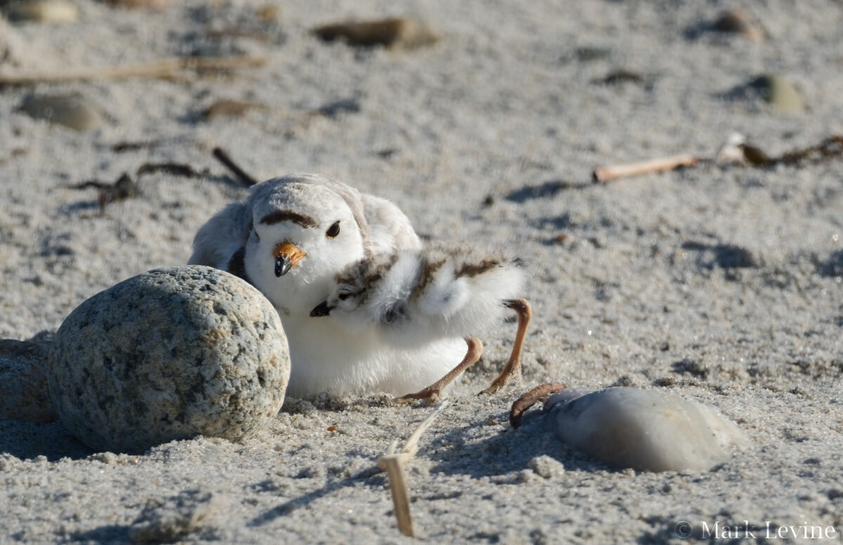 Mama and Child Reunion
