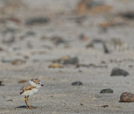 Little Chick in a Big World Little Chick in a Big World