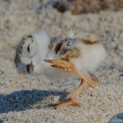 Piping Plover