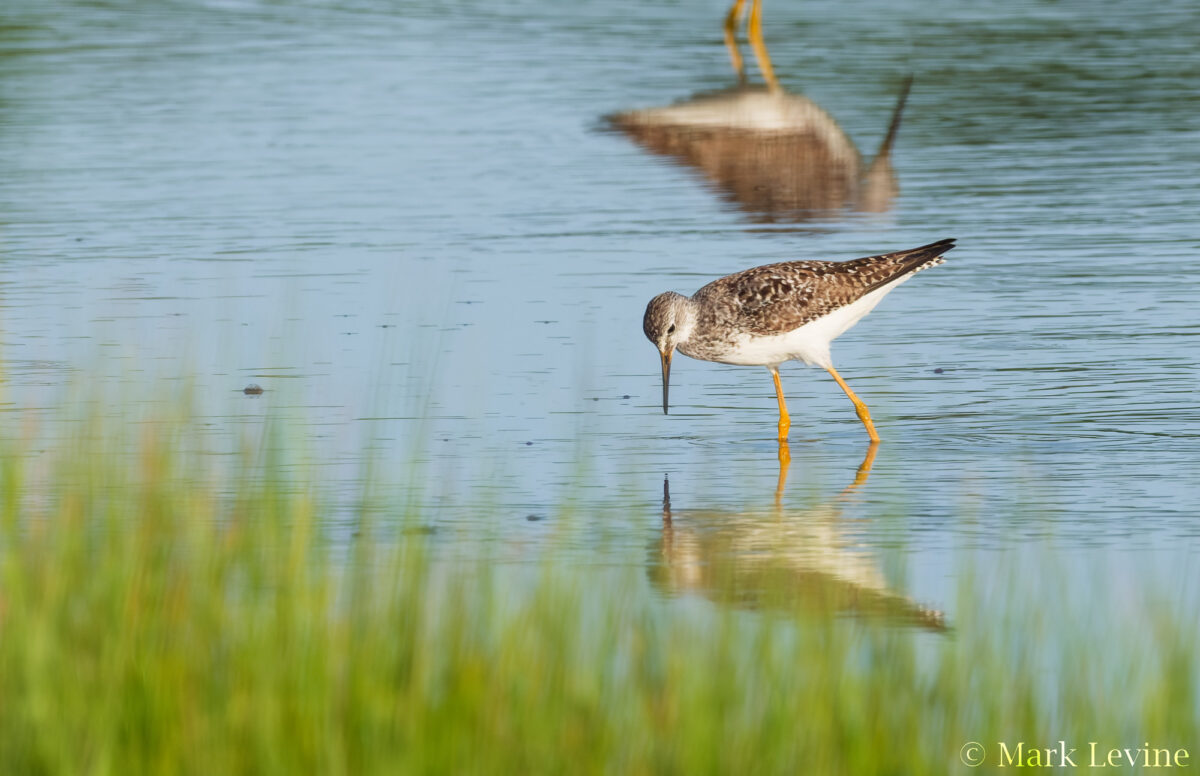 Lesser Yellowlegs
