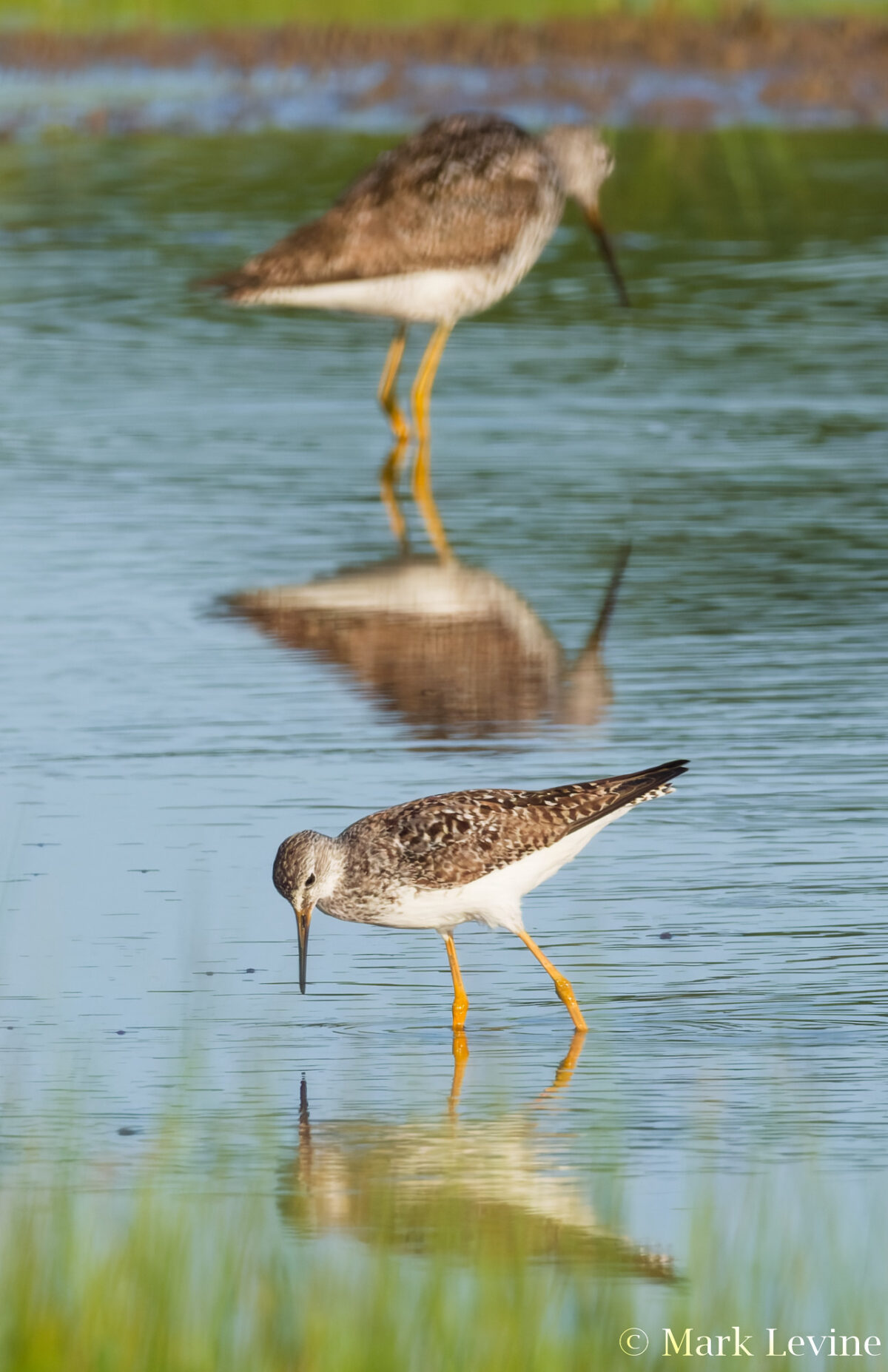 Stack of Yellowlegs