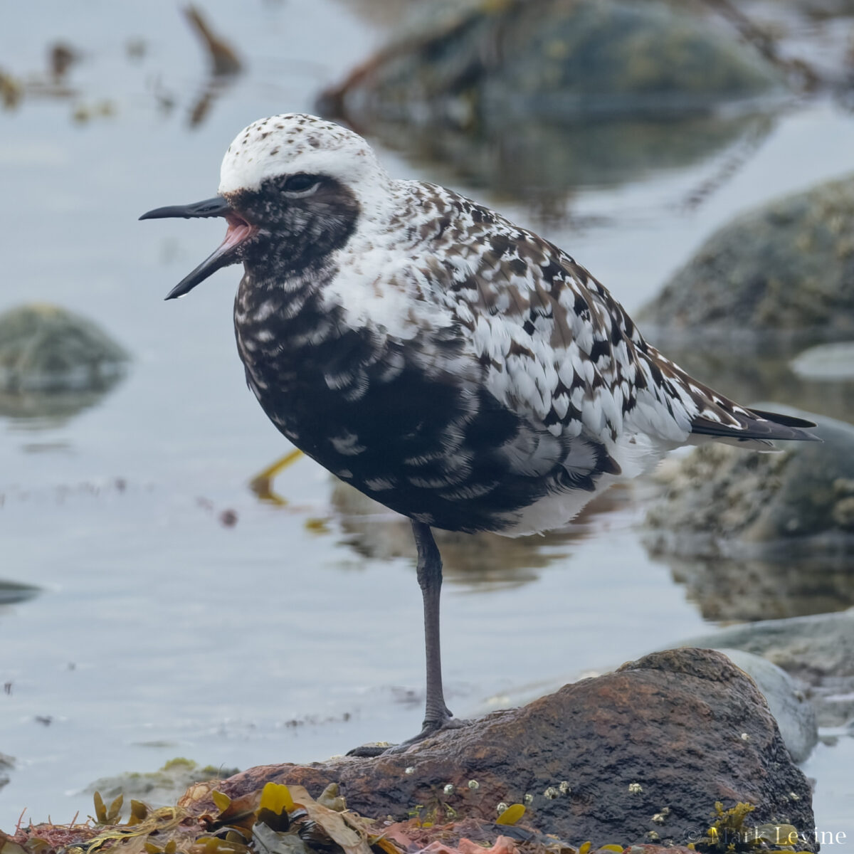 Black-bellied Plover