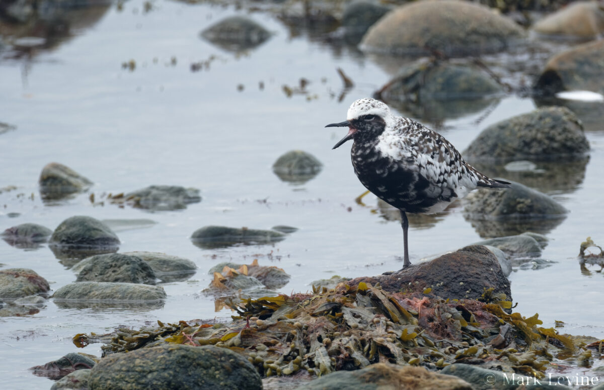 Black-bellied Plover