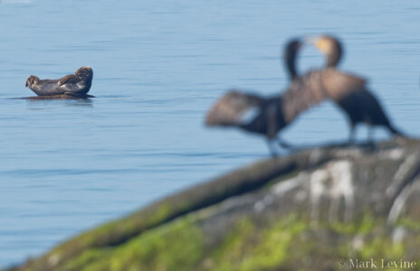 Onlookers