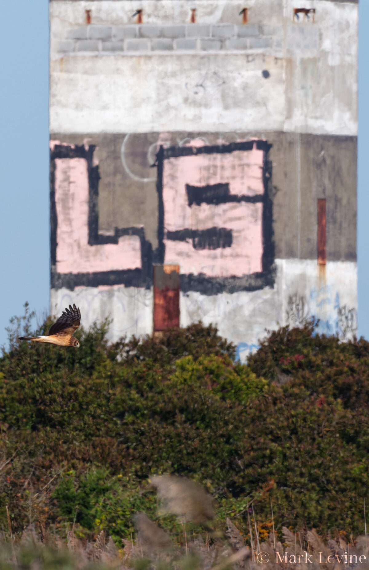 Northern Harrier