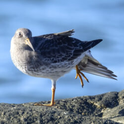 Purple Sandpiper Doing Yoga