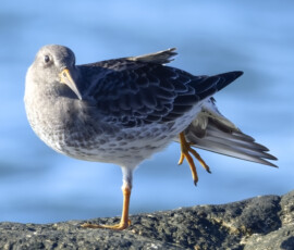 Purple Sandpiper Doing Yoga Purple Sandpiper Doing Yoga