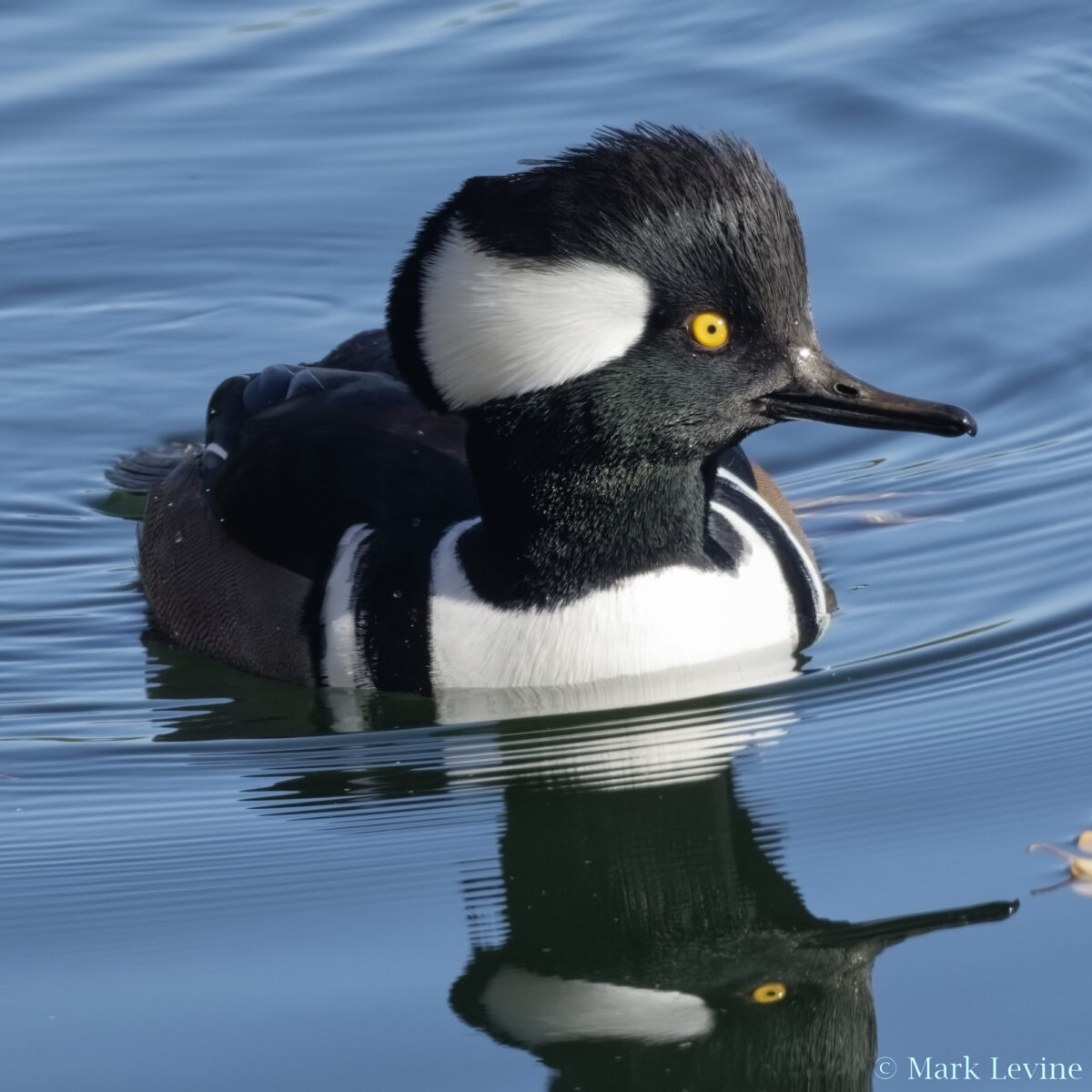 Hooded Merganser