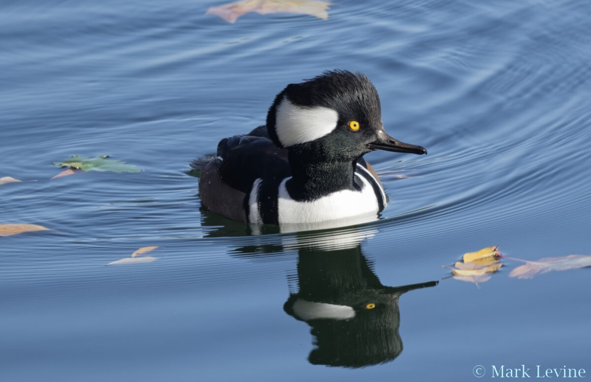 Hooded Merganser drake