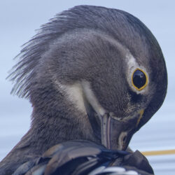 Wood Duck (female)