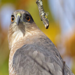 Cooper's Hawk