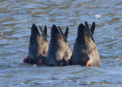 Duck Butts Duck Butts