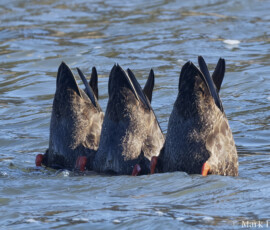 Duck Butts Duck Butts