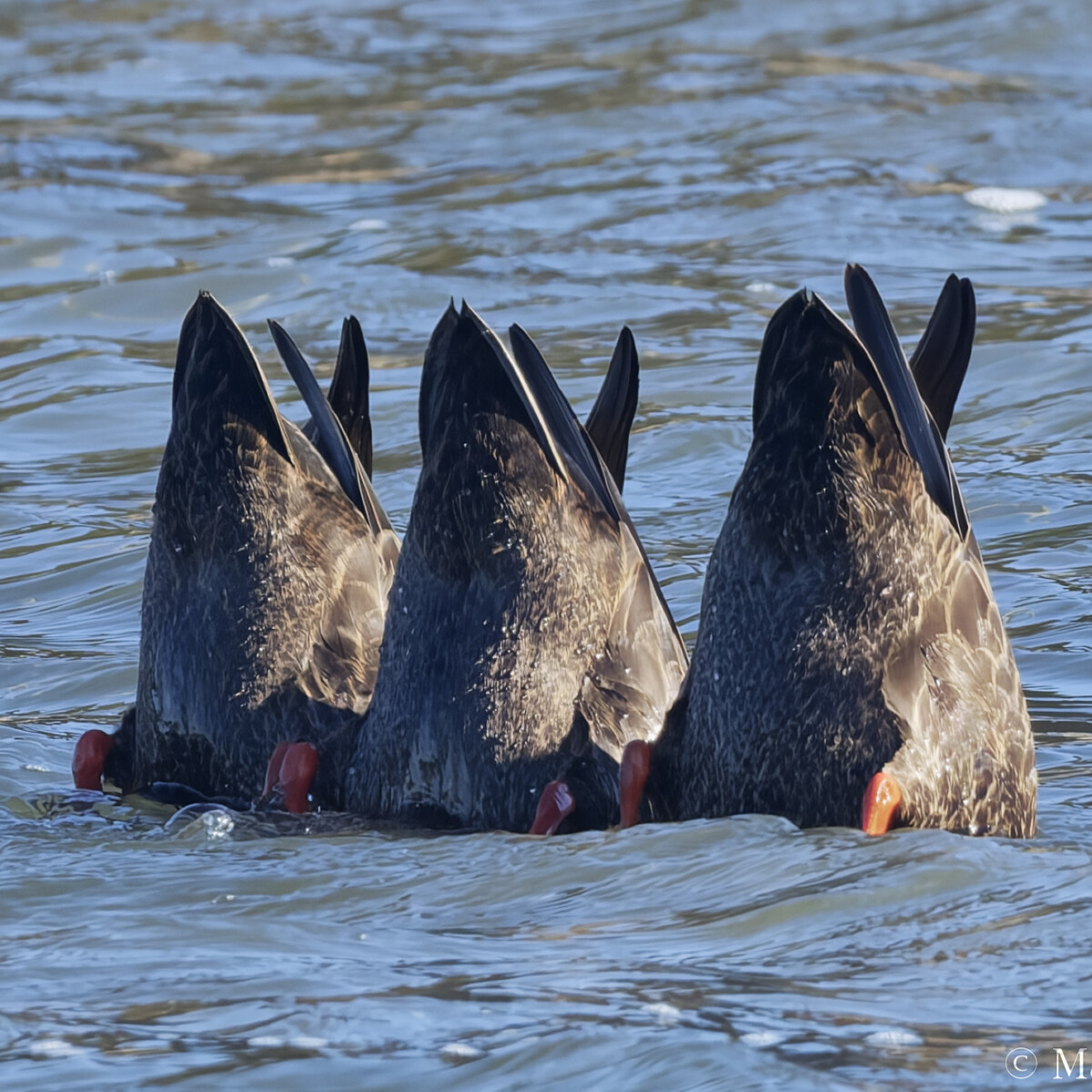 Duck Butts