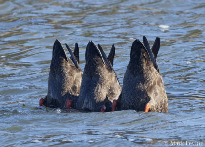 Duck Butts