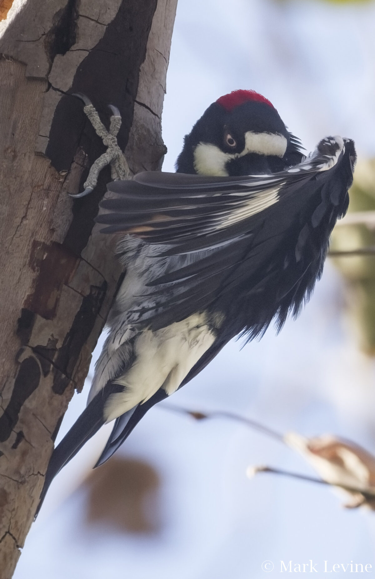 Acorn Woodpecker