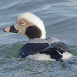 Long-tailed Duck