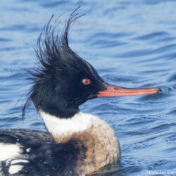 Red-breasted Merganser