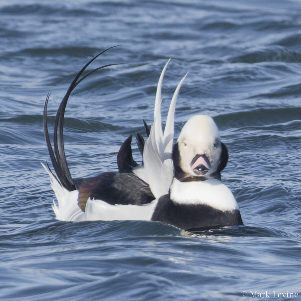Long-tailed Duck
