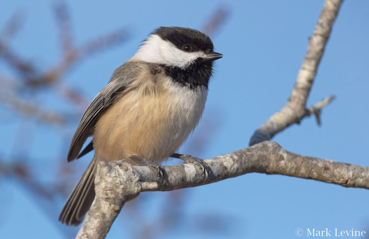 Black-capped Chickadee