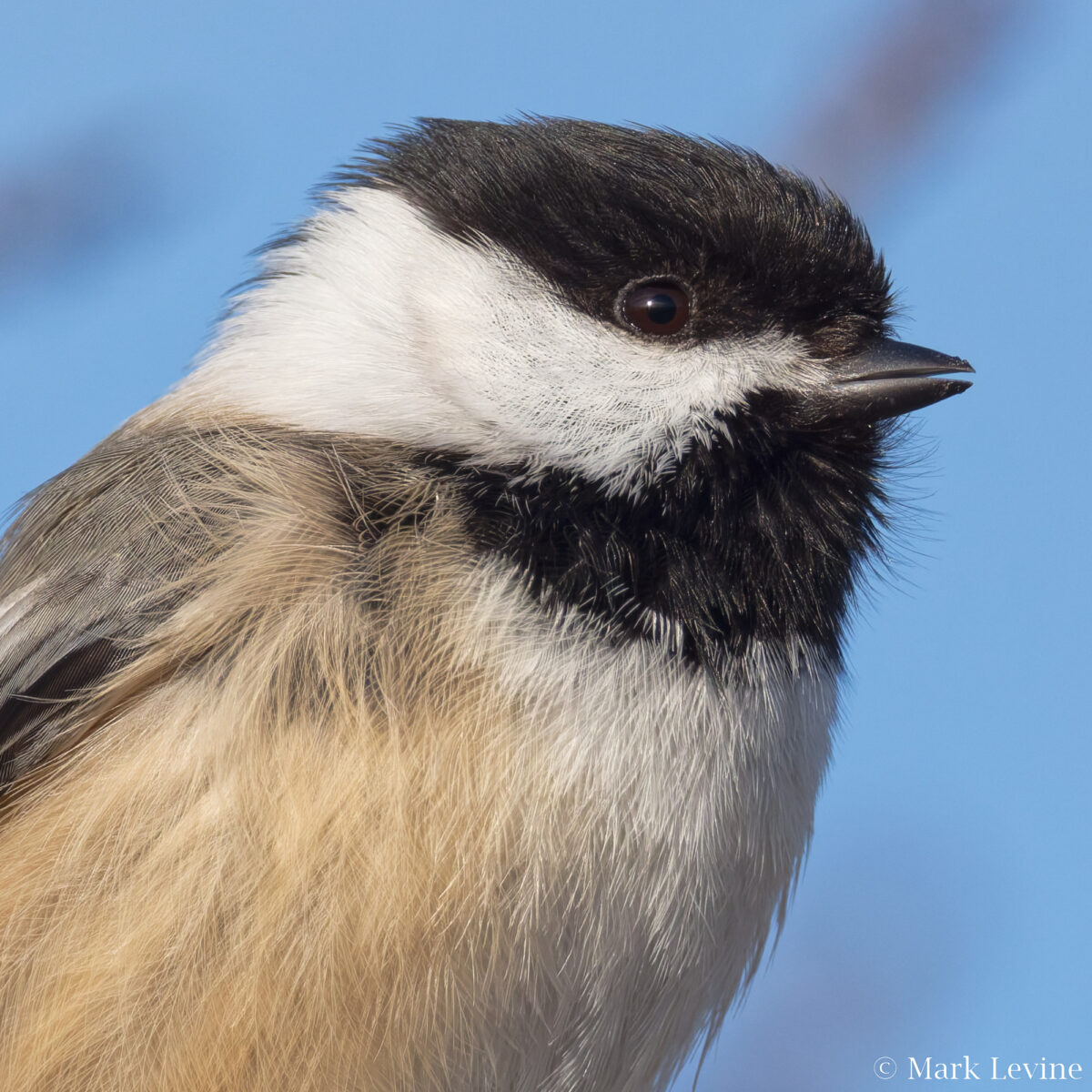 Black-capped Chickadee