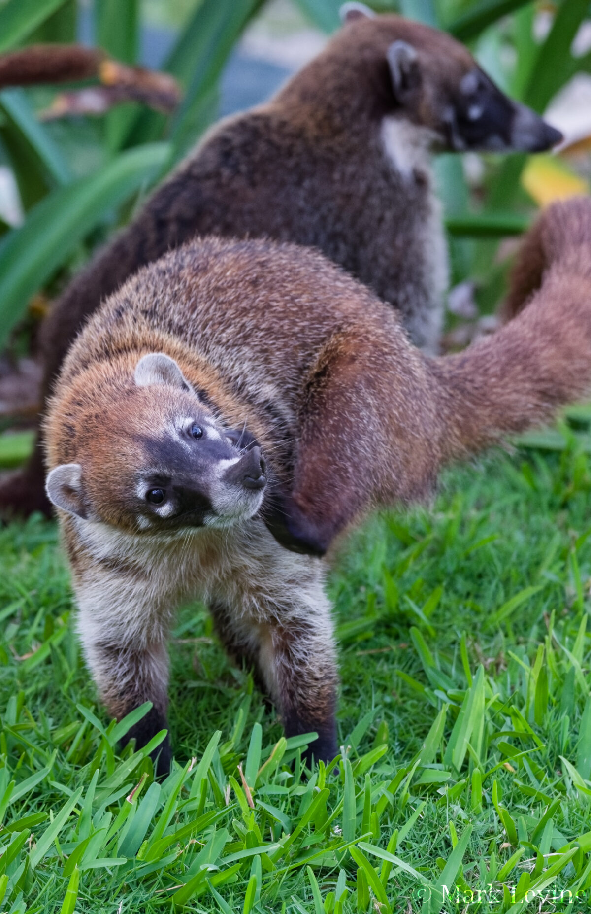 Coati