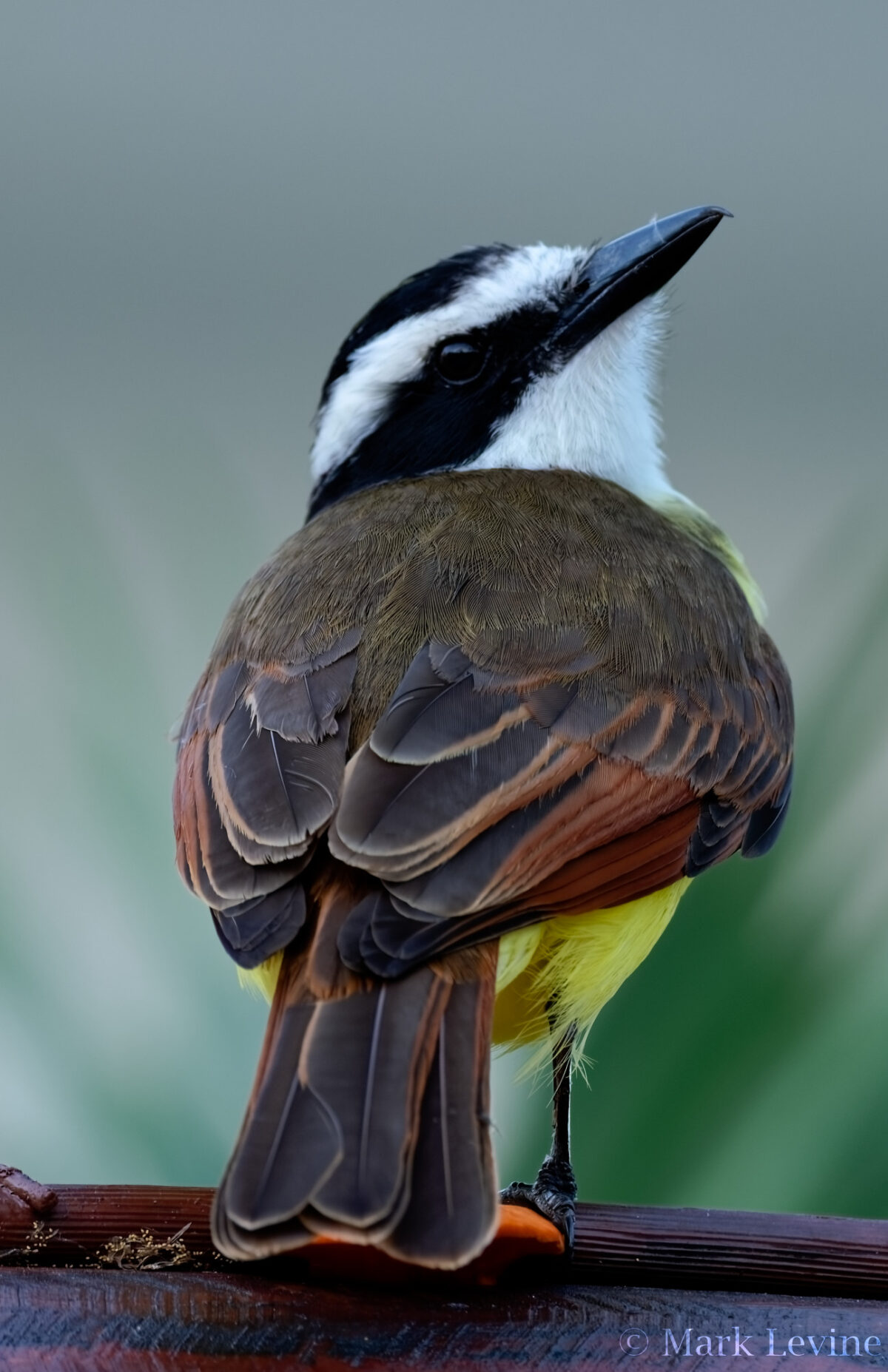 Great Kiskadee