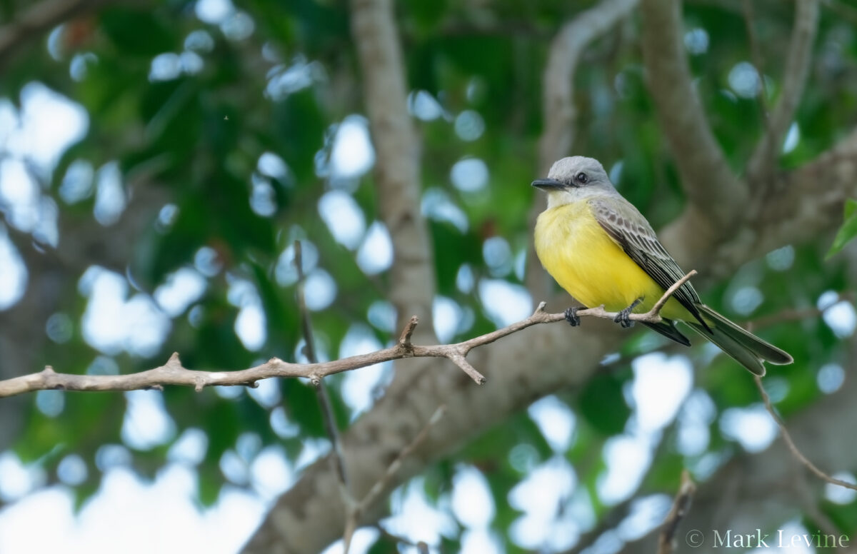 Tropical Kingbird