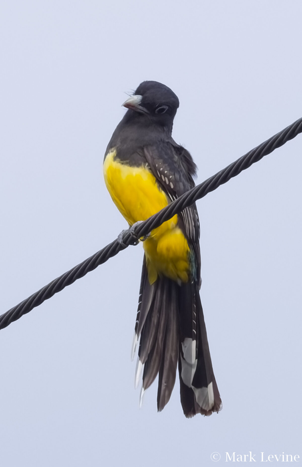 Black-headed Trogon