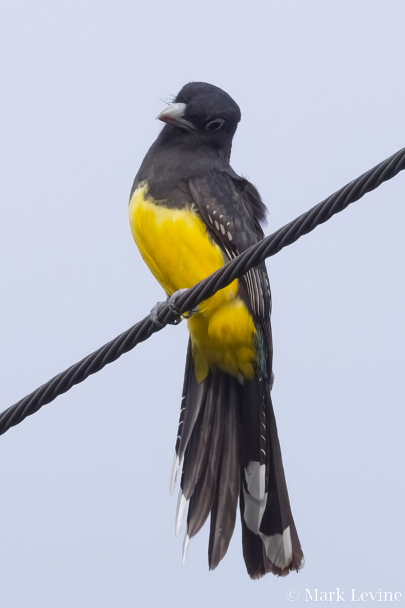 Trogon featured image