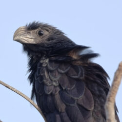 Groove-billed Ani