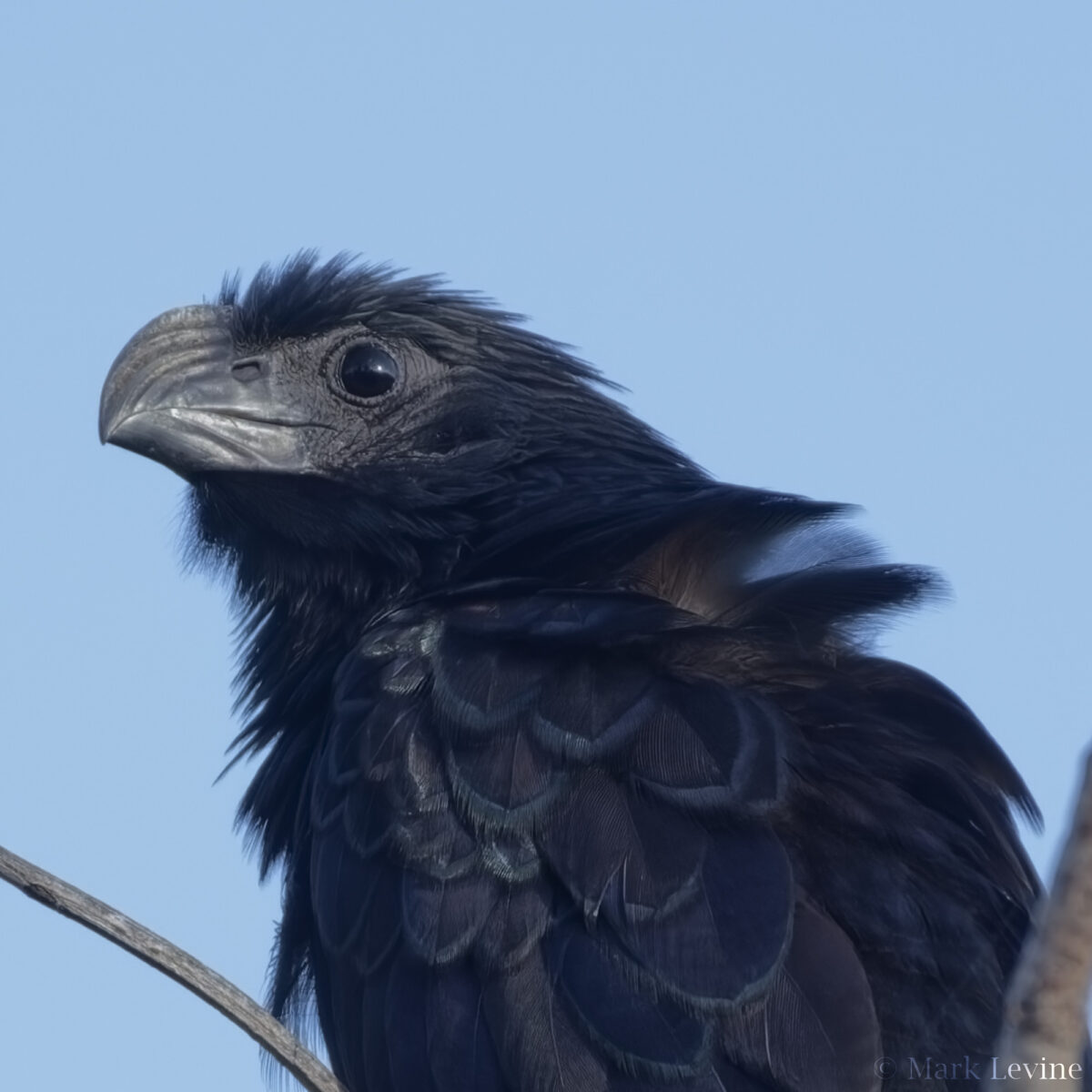 Groove-billed Ani