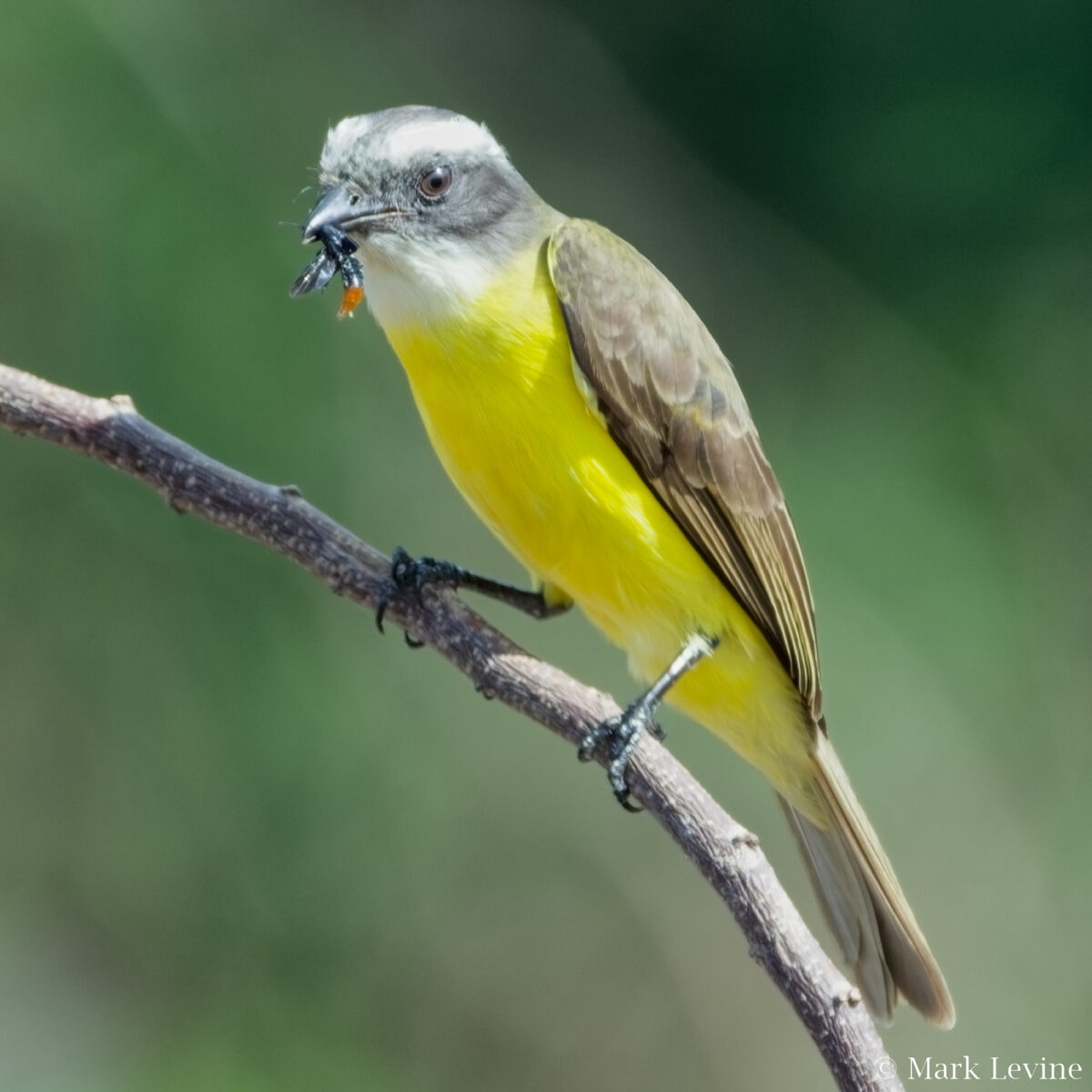 Social Flycatcher