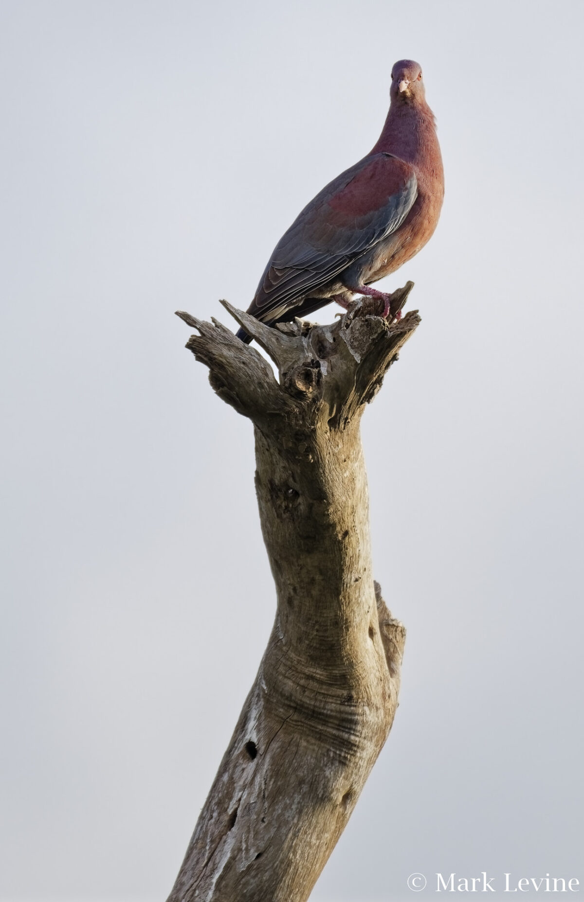 Red-billed Pigeon