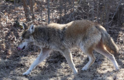 Coyote