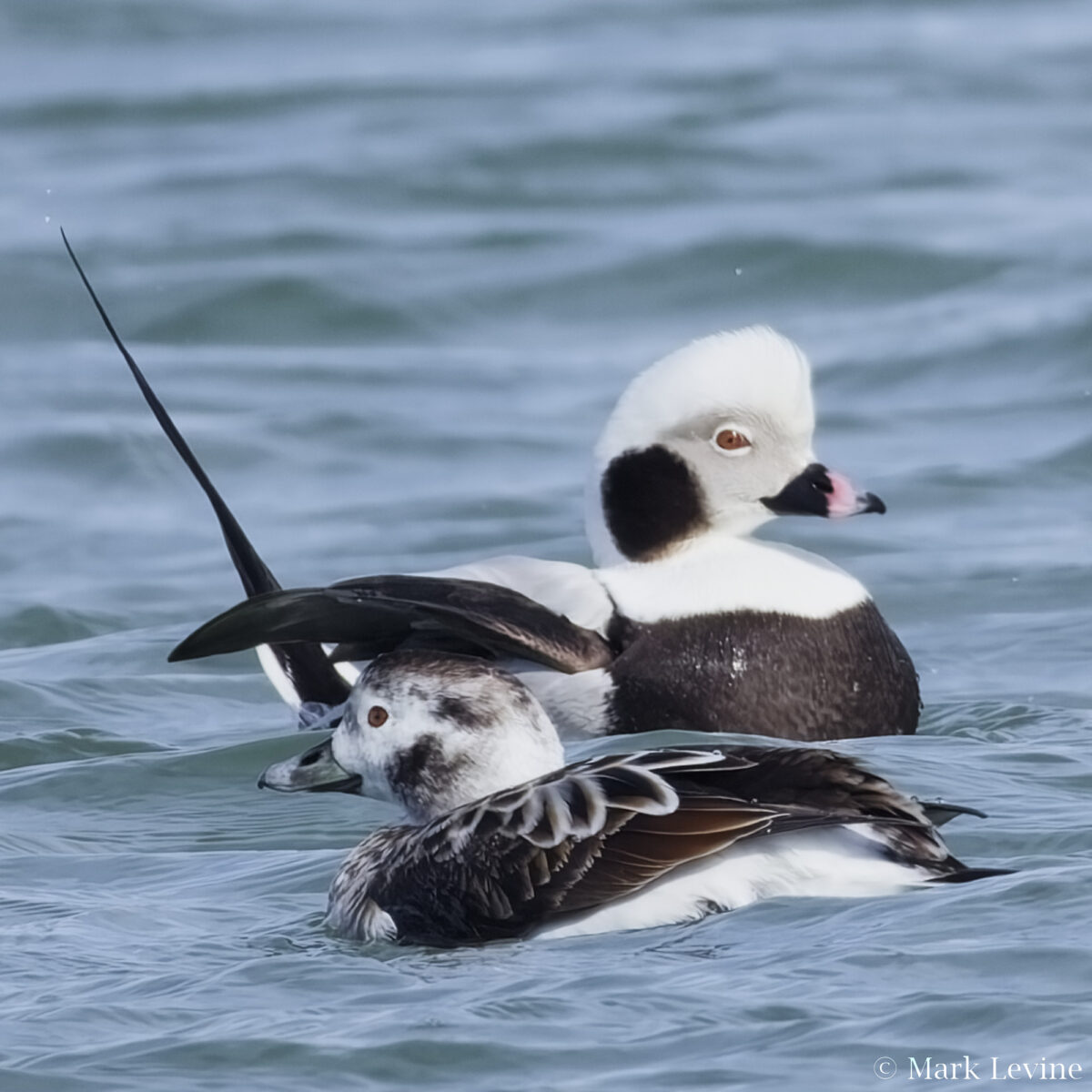 Long-tailed Pair