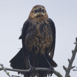 Boat-tailed Grackle