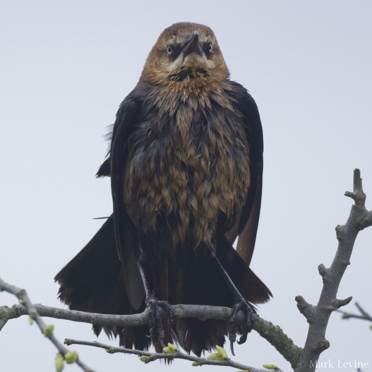 Boat-tailed Grackle