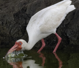 Ibis Bath Time Ibis Bath Time