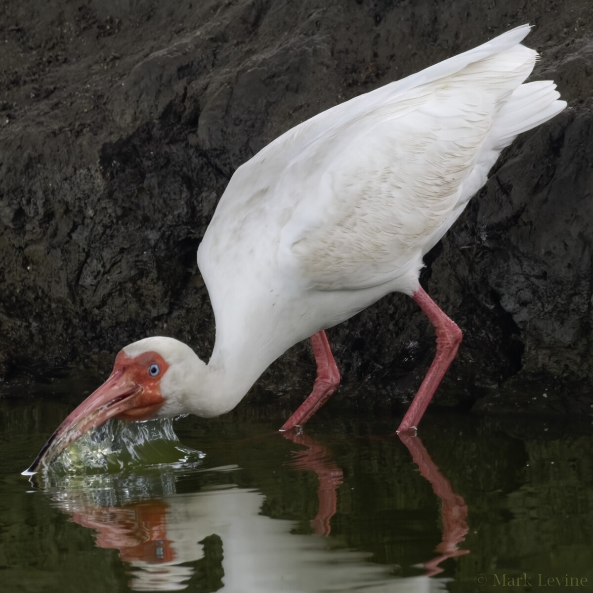 Ibis Bath Time